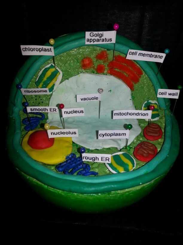 plant cell model with labels